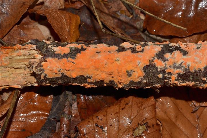 Peniophora incarnata?